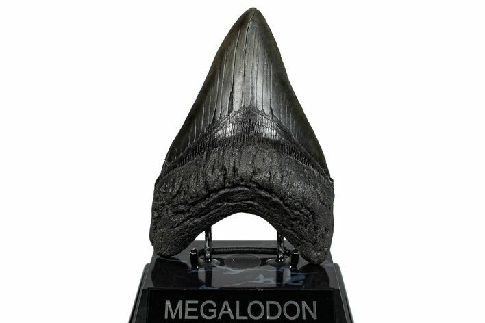 Serrated, Fossil Megalodon Tooth - South Carolina #289345